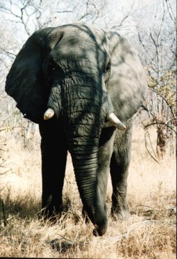 southafrica5